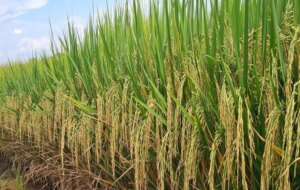 Brasil perde cotas de arroz para 2026 no acordo com União Europeia