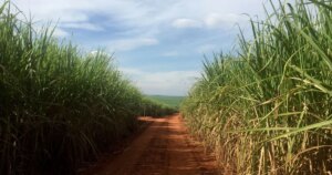 Etanol de cana pode reduzir emissões em 19% até 2030