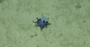 Azul e pequeno como uma bola de golfe: novo polvo descoberto em Galápagos
