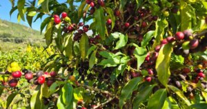 Safra de café deve crescer 18%, para 66,7 milhões de sacas, projeta Conab