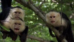 Mudanças climáticas estão alterando “amizades” de macacos, mostra estudo