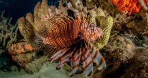 Peixe venenoso se espalha pela costa brasileira e ameaça biodiversidade