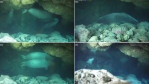 Focas raras tiram “soneca” em caverna para escapar de turistas