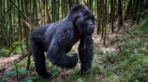 Humanos evoluíram andando como um gorila? Estudo revela pistas