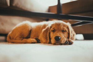 Onde o cachorro deve dormir no frio? Saiba qual o local ideal