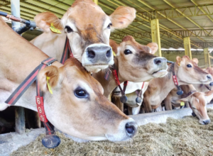 SRB quer análise sobre exclusão de carnes do Brasil na União Europeia