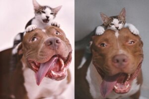 cachorro emociona a web ao chorar por gatinha desaparecida