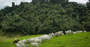 Brasil projeta queda de até 92,6% em emissões da pecuária até 2050