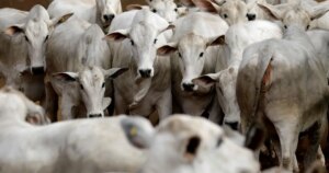 Uso de antimicrobianos em animais deve subir 30% até 2040